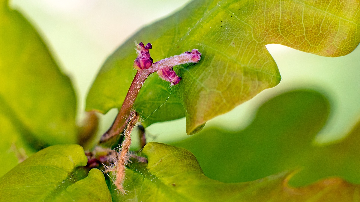 English (or Pedunculate) Oak [Quercus robur]