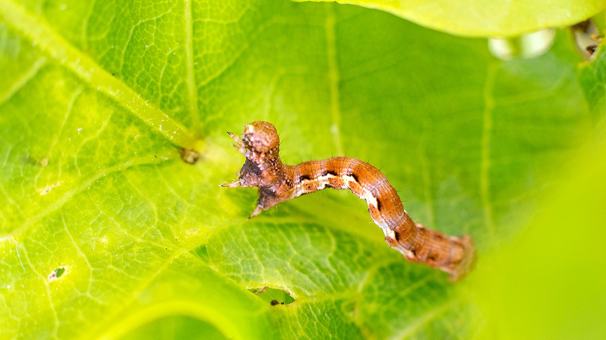 Mottled Umber [Erannis defoliaria]