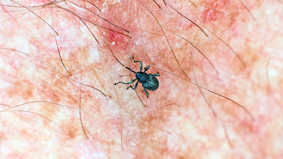 weevil [Archarius pyrrhoceras]