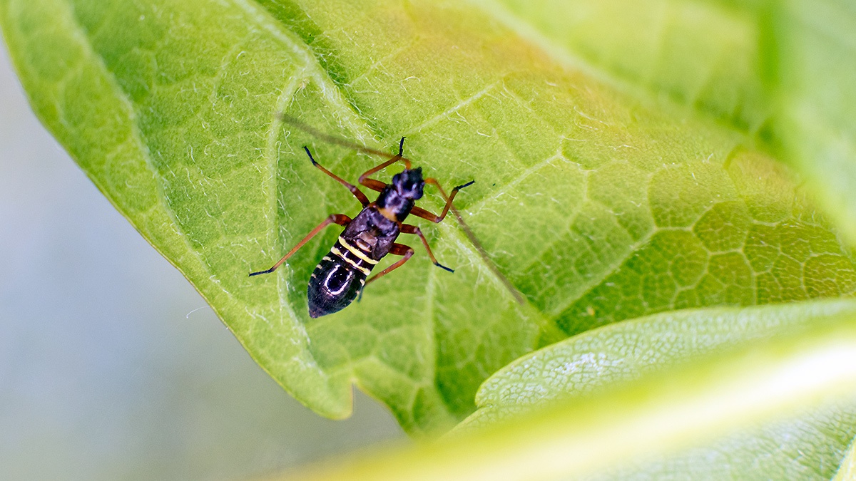 Fine Streaked Bugkin [Miris striatus]