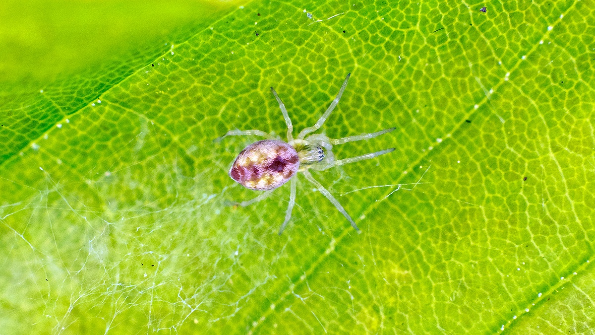 Bleeding Heart Spider [Nigma puella]