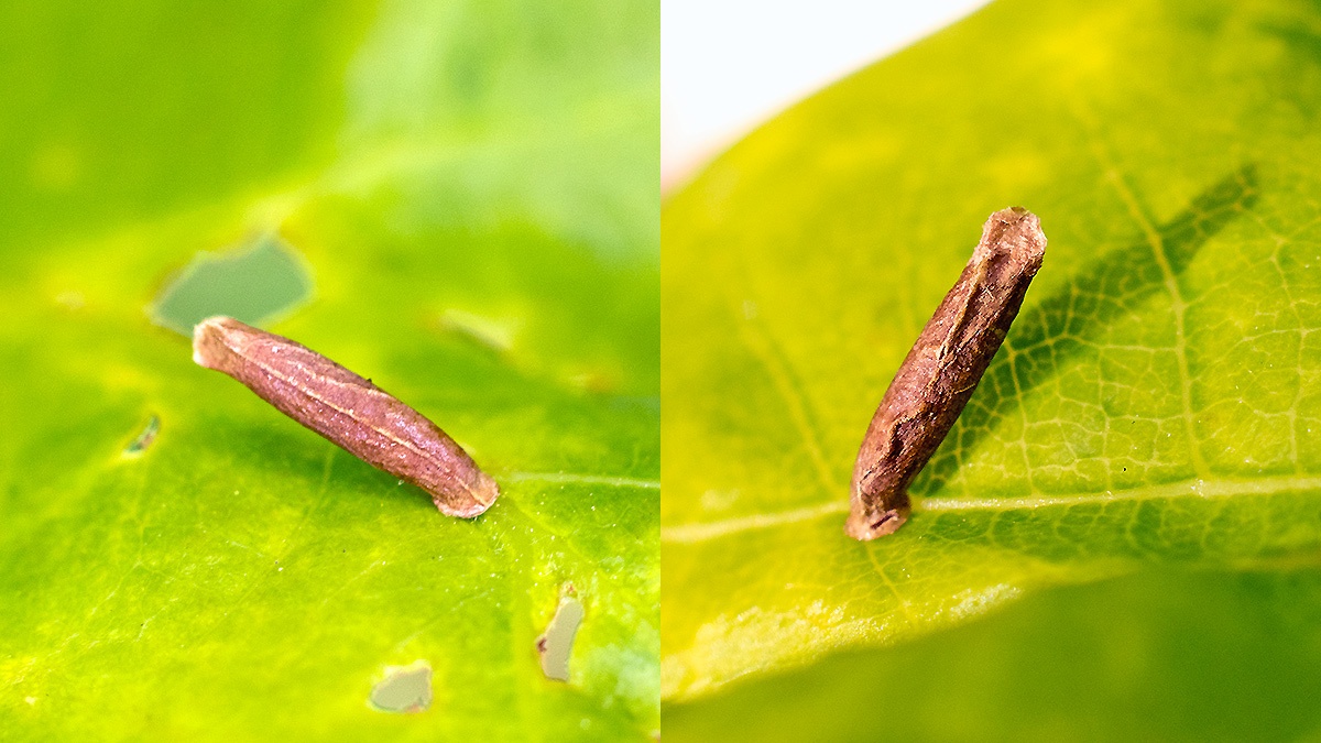 larval case [Coleophora sp.]