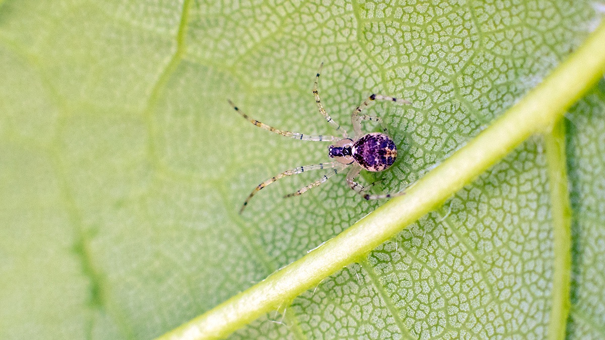 comb-footed spider [Theridion varians]