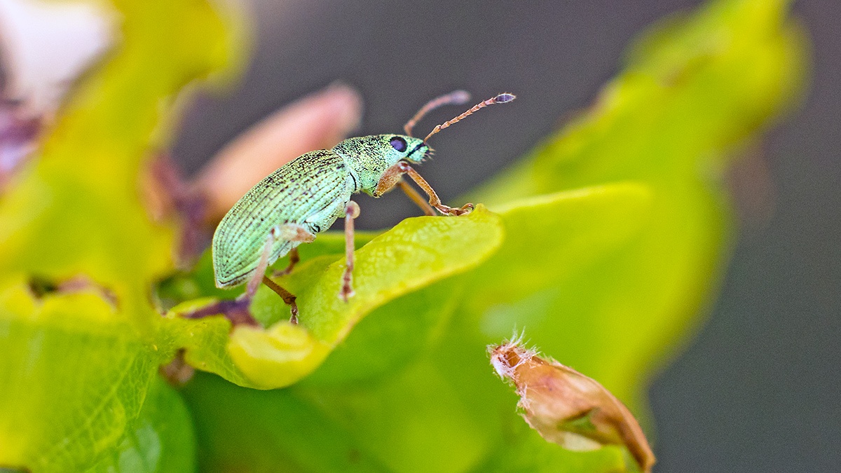 Green Immigrant Leaf Weevil [Polydrusus formosus]
