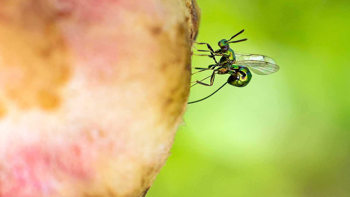 chalcid wasp [Torymus affinis]