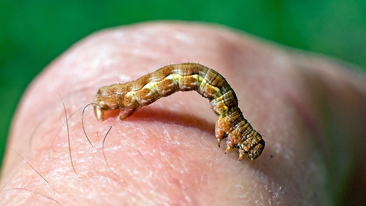 Mottled Umber [Erannis defoliaria]