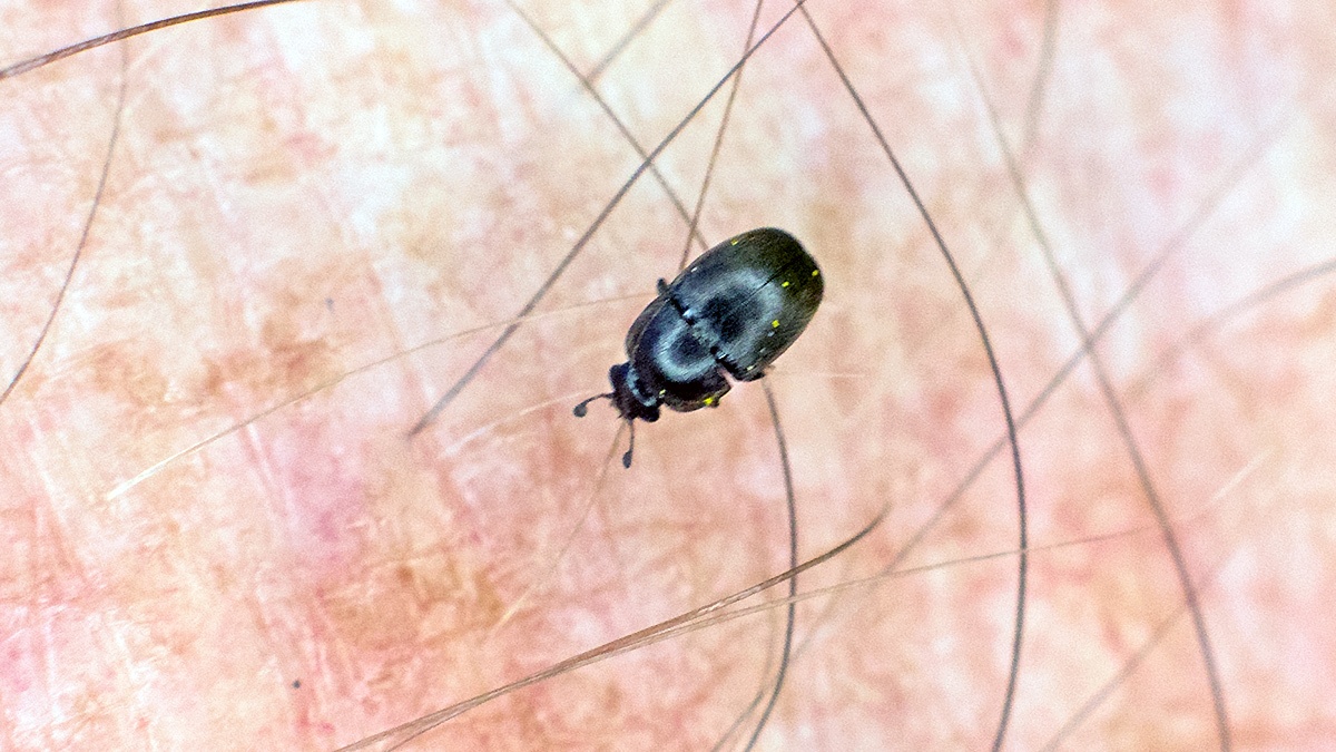 Pollen Beetle [Brassicogethes aeneus]