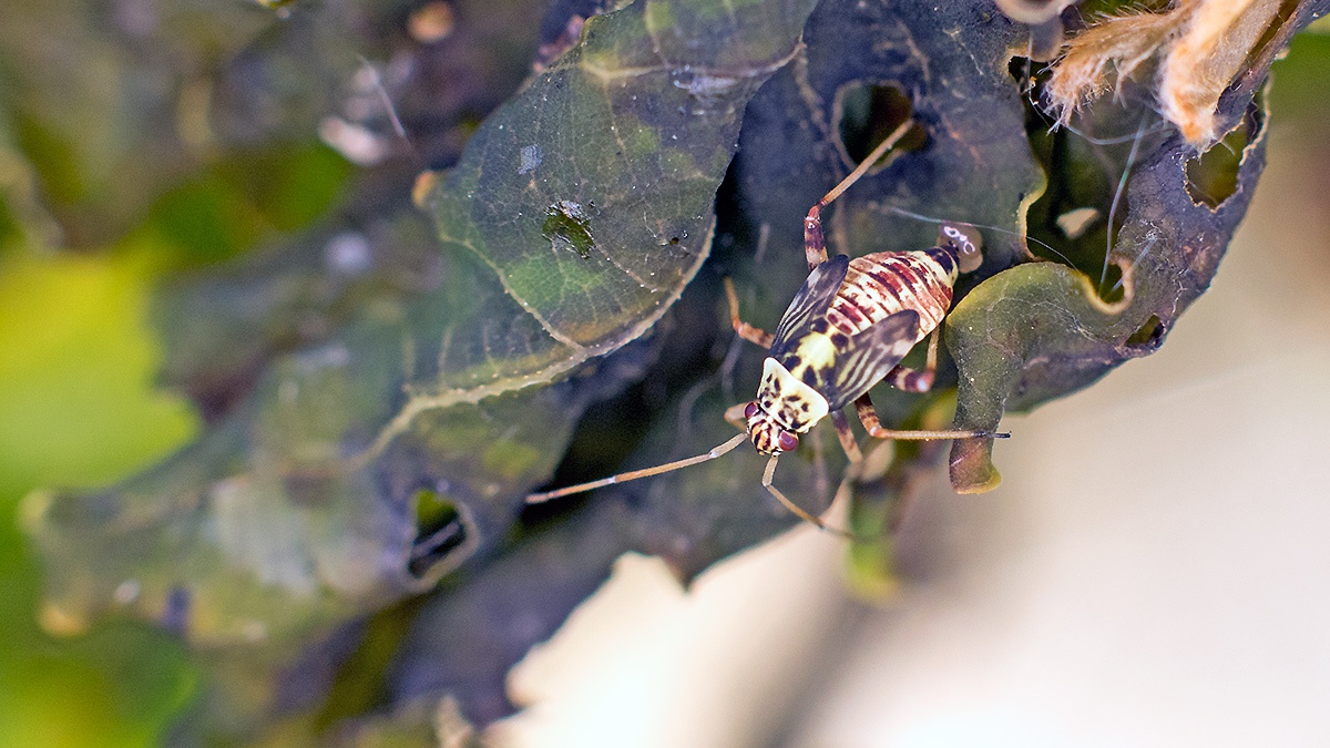 Striped Oak Bug [Rhabdomiris striatellus]