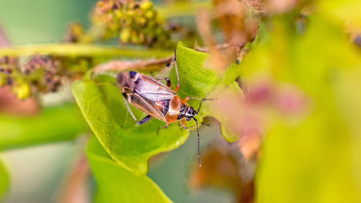 Oak Catkin Bug [Harpocera thoracica]