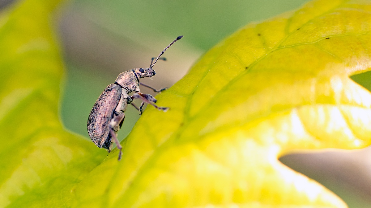 Common Leaf Weevil [Phyllobius pyri]