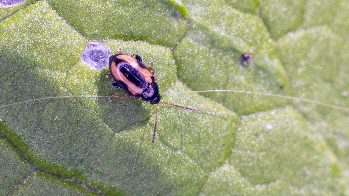 flea beetle [Phyllotreta ochripes]