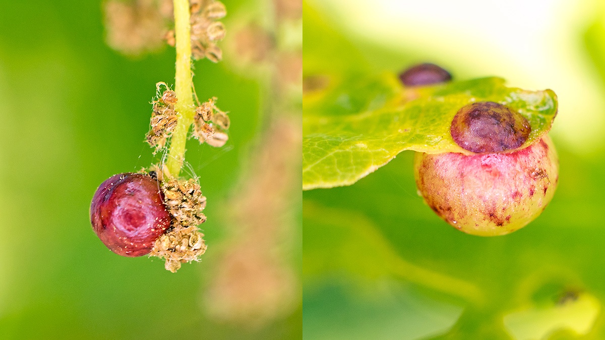 Common Spangle Gall Wasp [Neuroterus quercusbaccarum f. sexual]