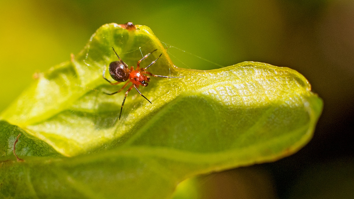 money spider [Trematocephalus cristatus]