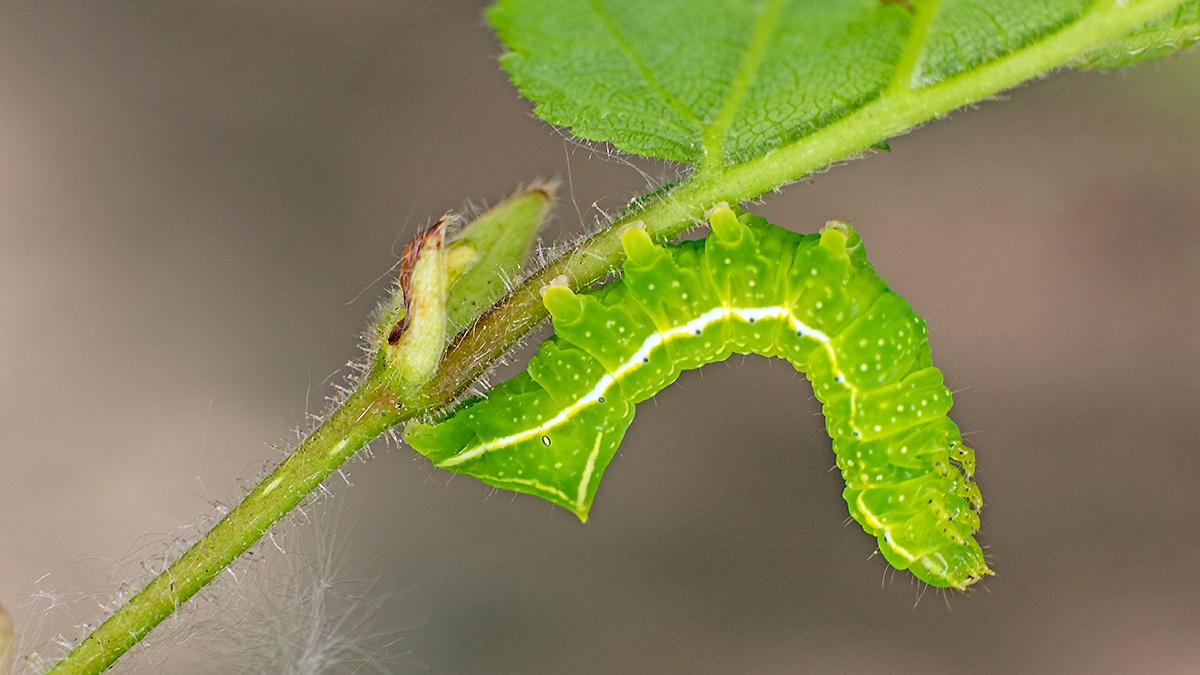 Copper Underwing moth [Amphipyra pyramidea]