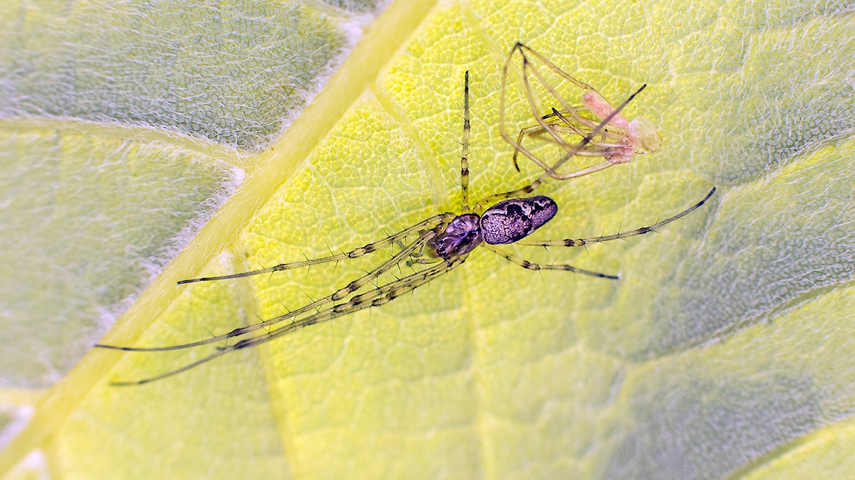 long-jawed orb-weaver spider [Tetragnatha sp.]