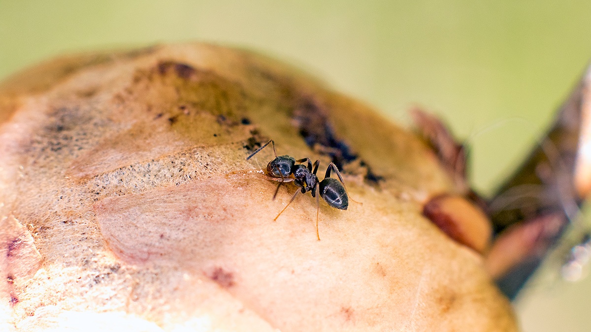 Black Garden Ant [Lasius niger]