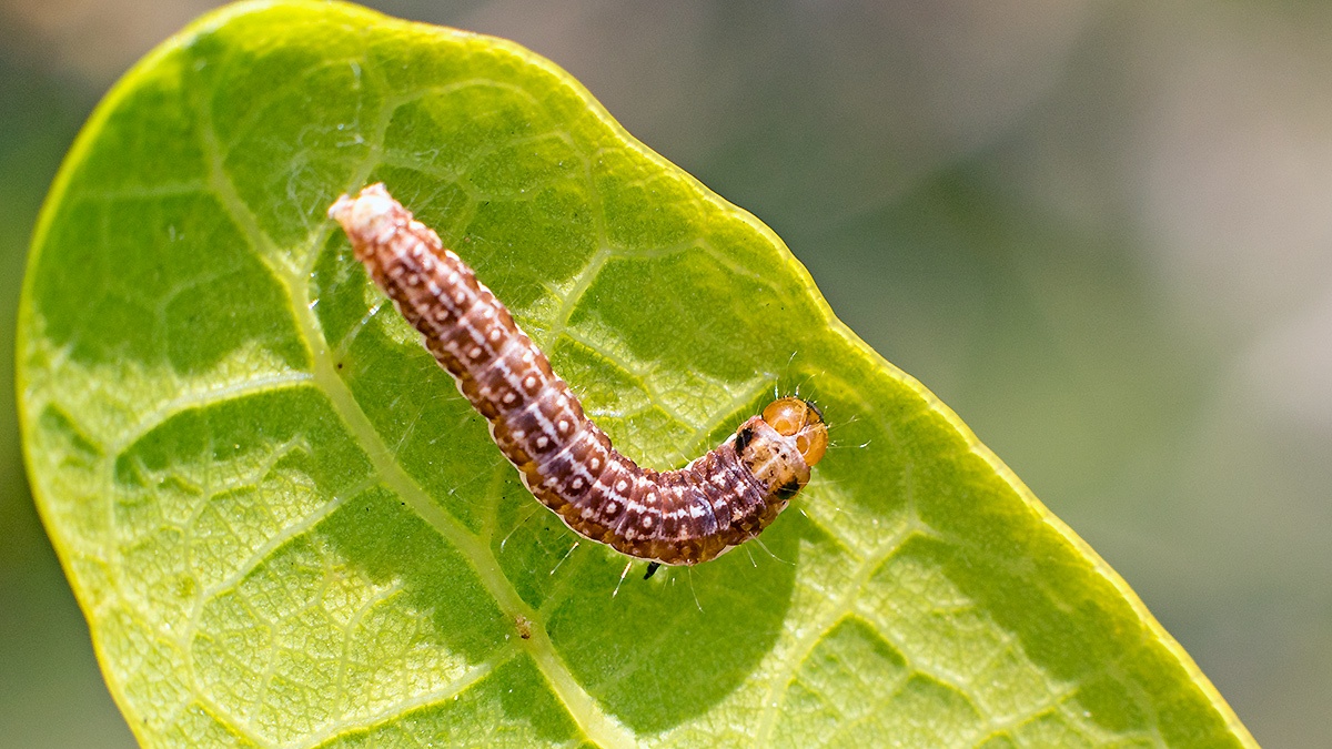 Spring Harbinger moth [Tortricodes alternella]