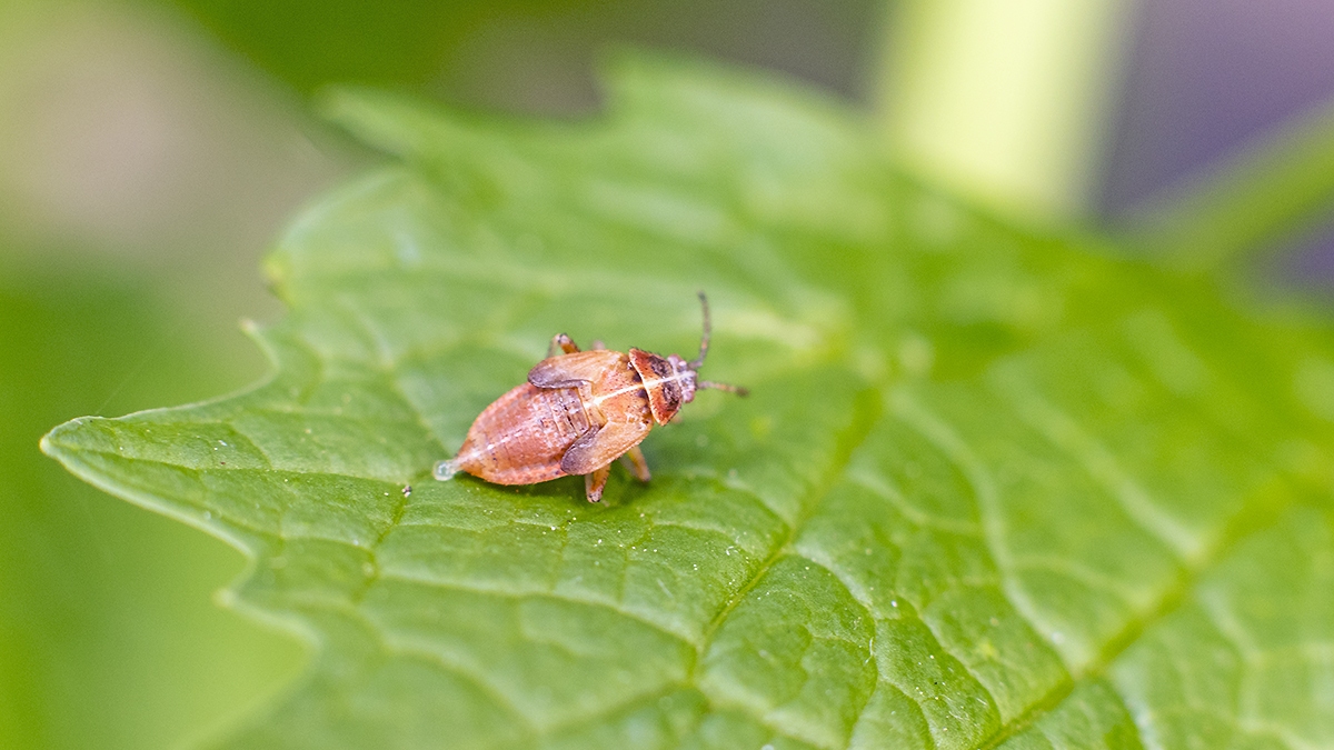 Oak Catkin Bug [Harpocera thoracica]