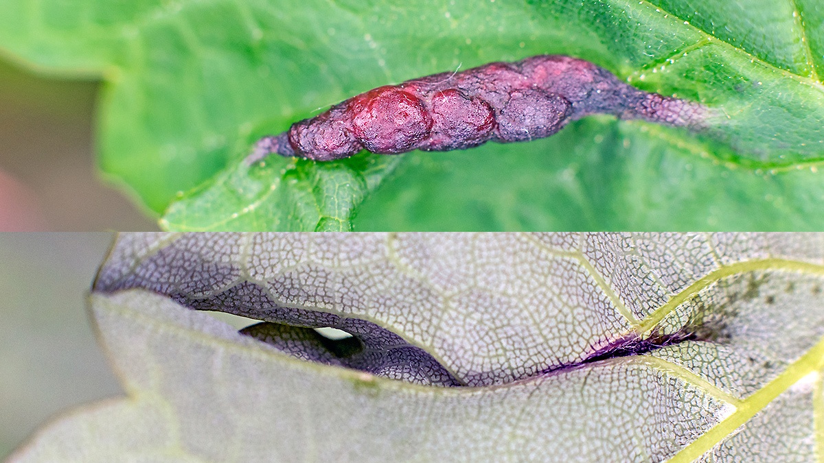 Maple Midge [Contarinia acerplicans]