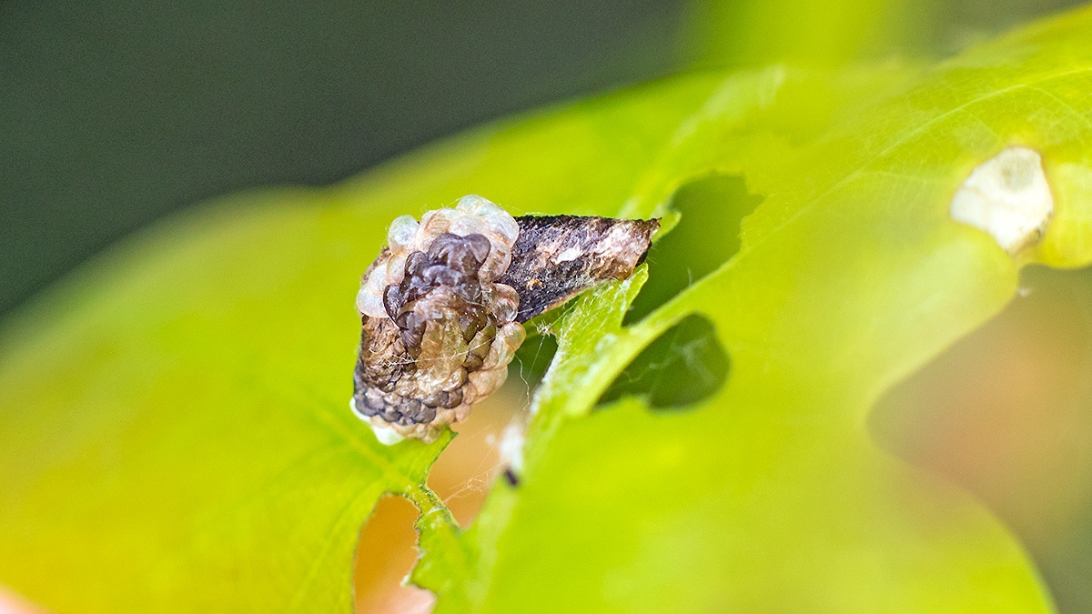 Cloaked Case-bearer [Coleophora kuehnella]