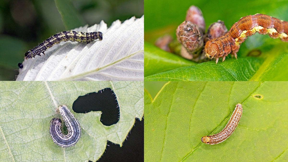 Moth caterpillars