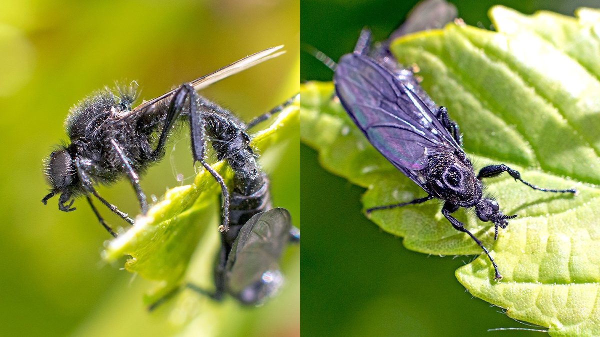 St. Mark's Fly [Bibio marci]
