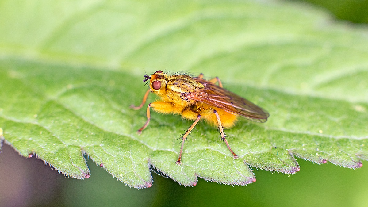 Yellow Dung Fly [Scathophaga stercoraria]