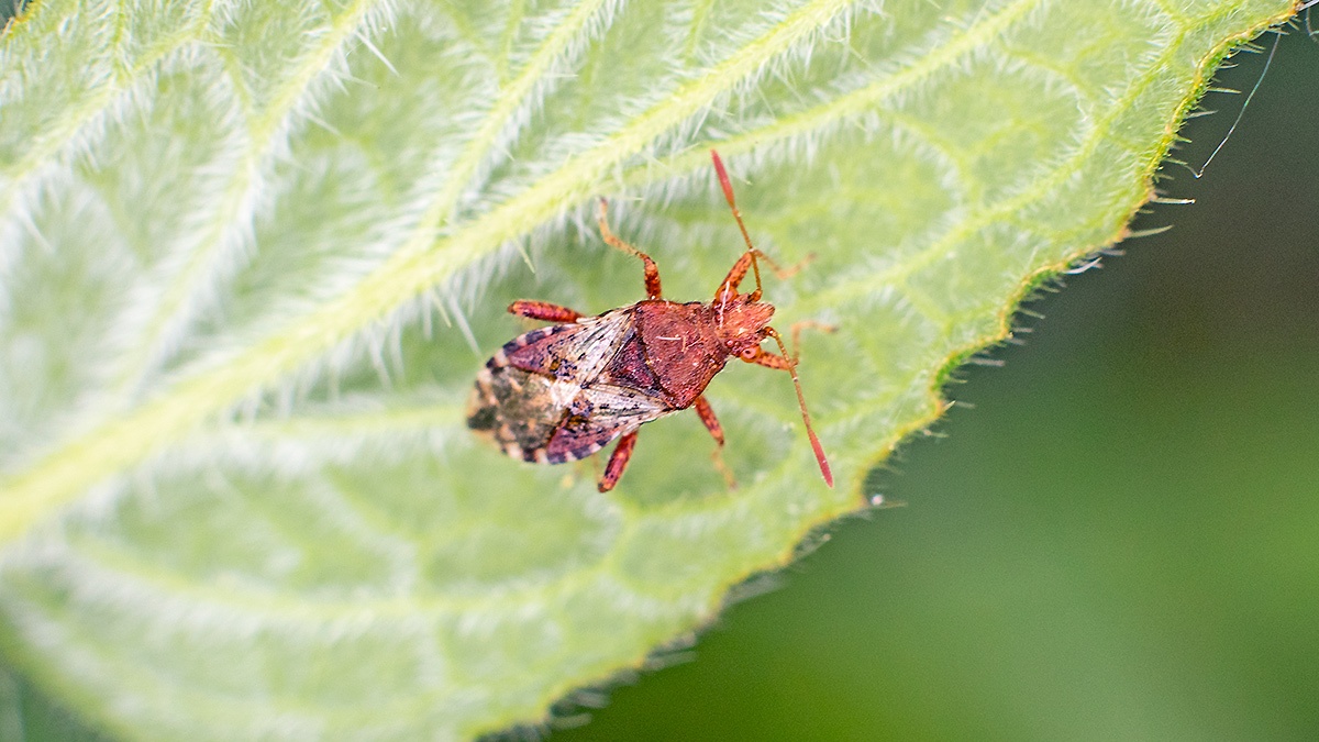 Hypericum Rhopalid [Rhopalus subrufus]