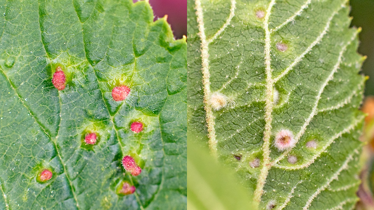Viburnum Gall Mite [Eriophyes viburni]