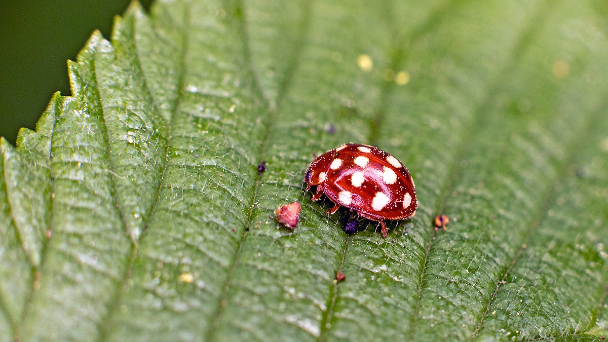 Cream-spot Ladybird [Calvia quatuordecimguttata]