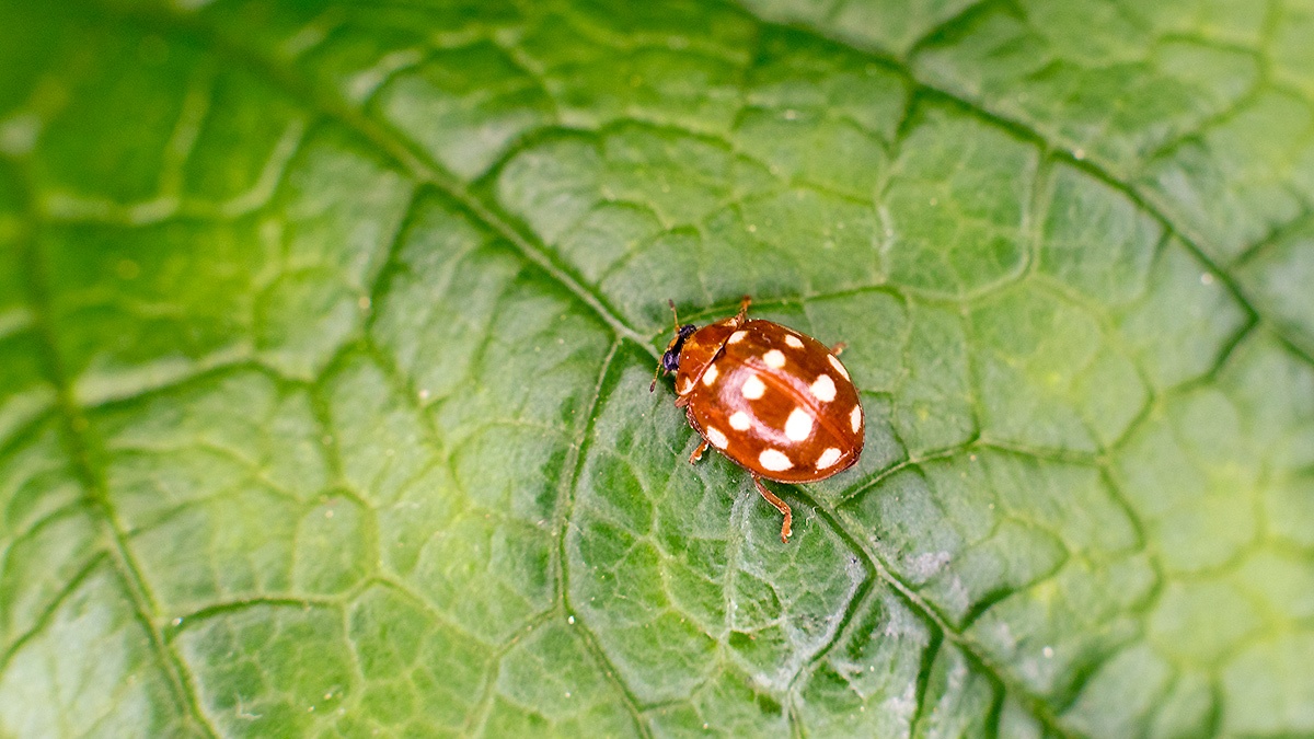 Cream-spot Ladybird [Calvia quatuordecimguttata]
