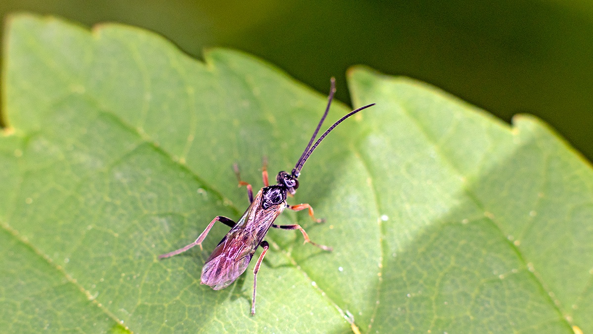Ichneumon wasp [unidentified]