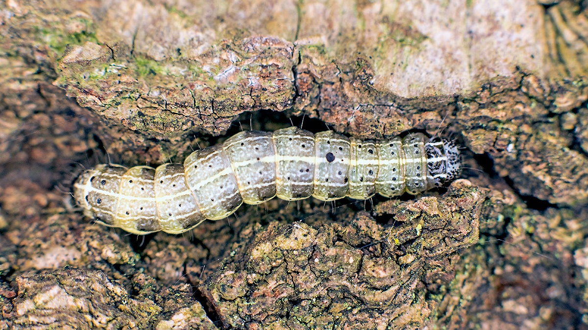Small Quaker moth [Orthosia cruda]