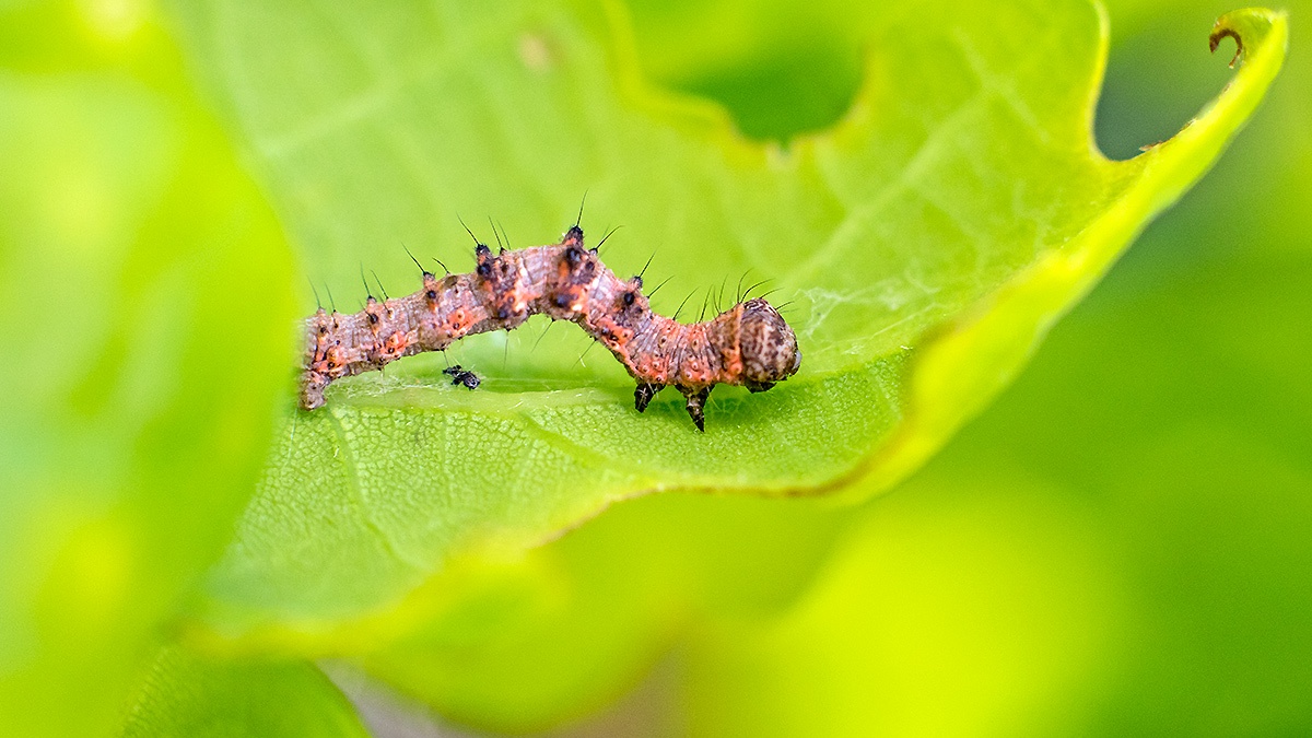 Pale Brindled Beauty [Phigalia pilosaria]