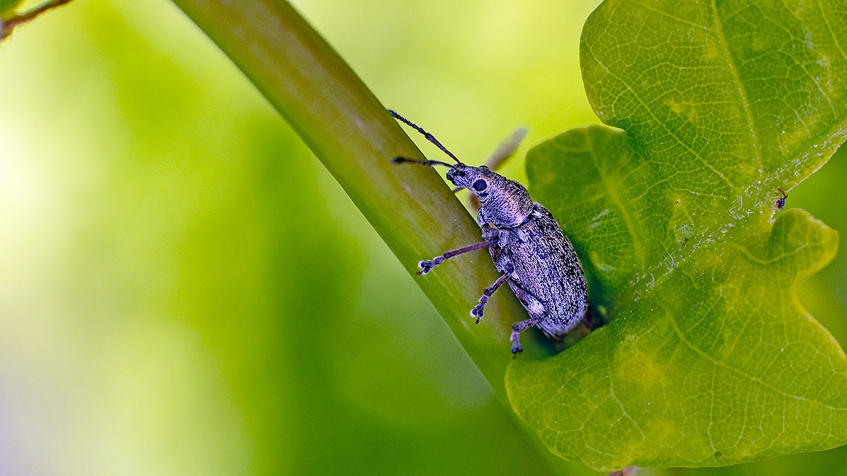 Common Leaf Weevil [Phyllobius pyri]