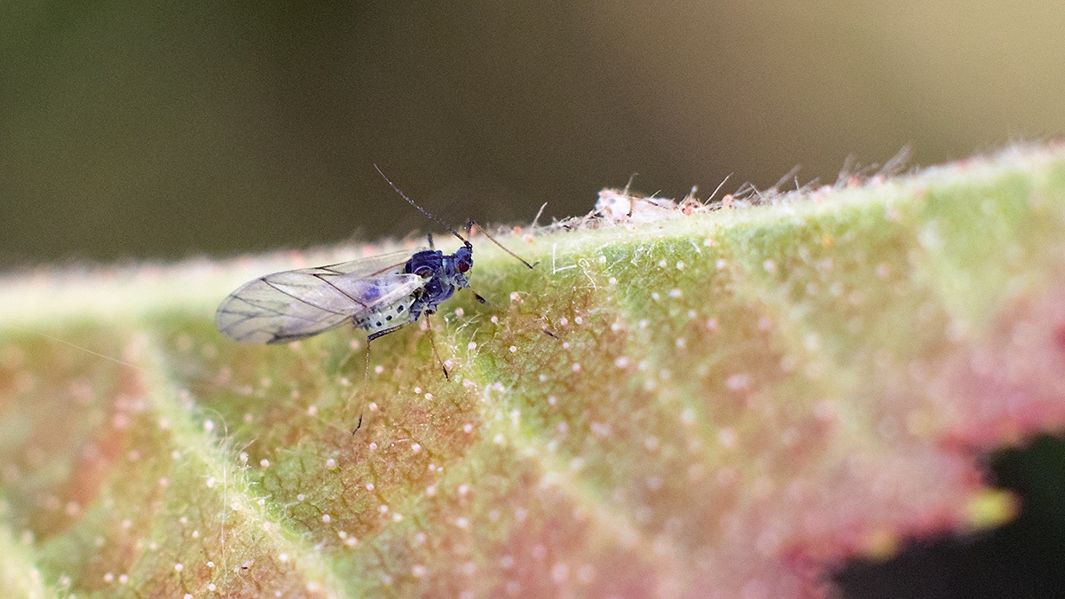 Hairy Rose Aphid [Chaetosiphon tetrarhodum]
