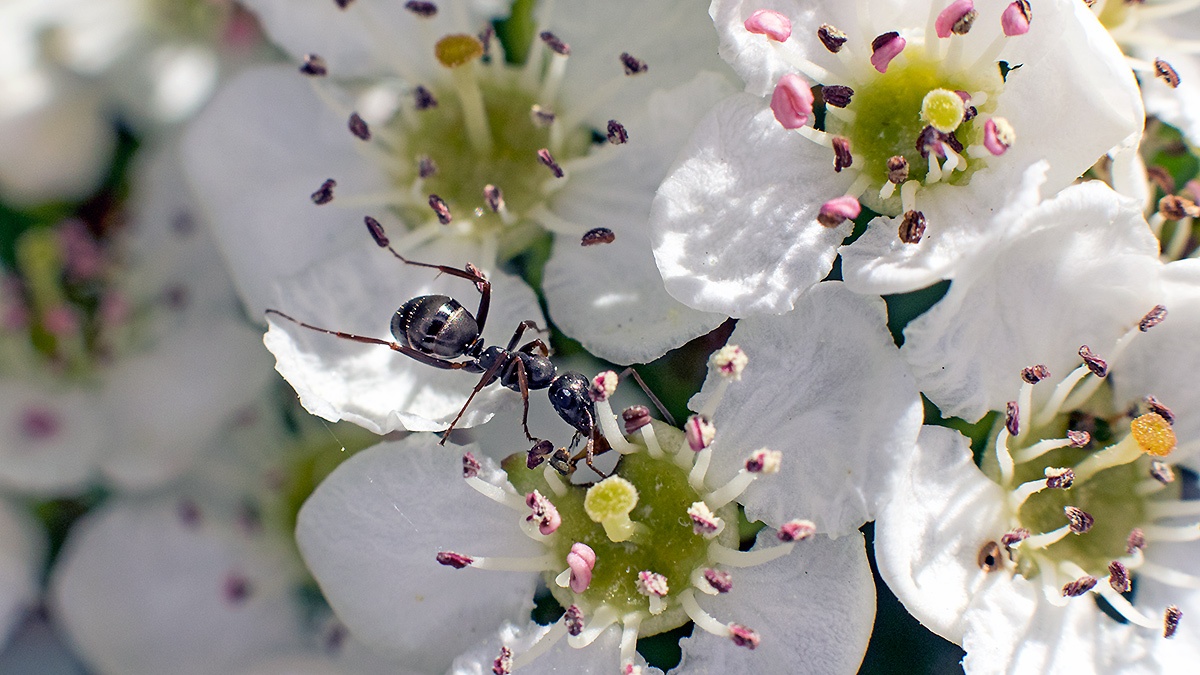 Silky Ant [Formica fusca ?]