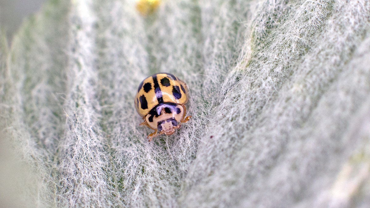 14-spotted Ladybird [Propylea quatuordecimpunctata]