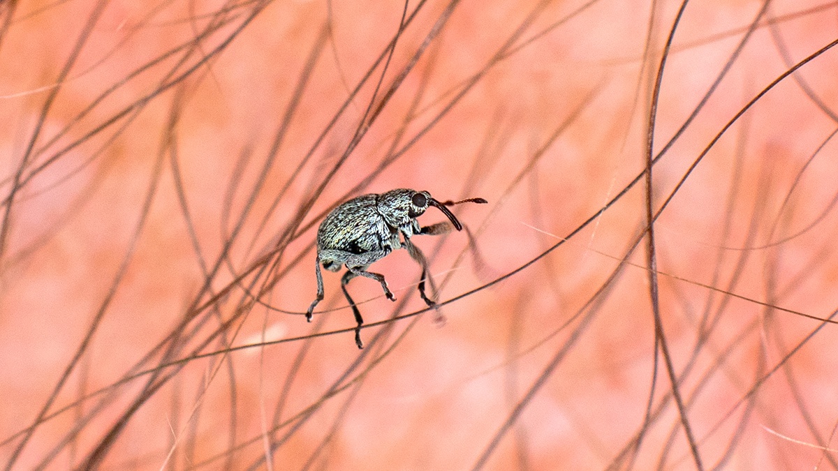 Gorse Weevil [Exapion ulicis]