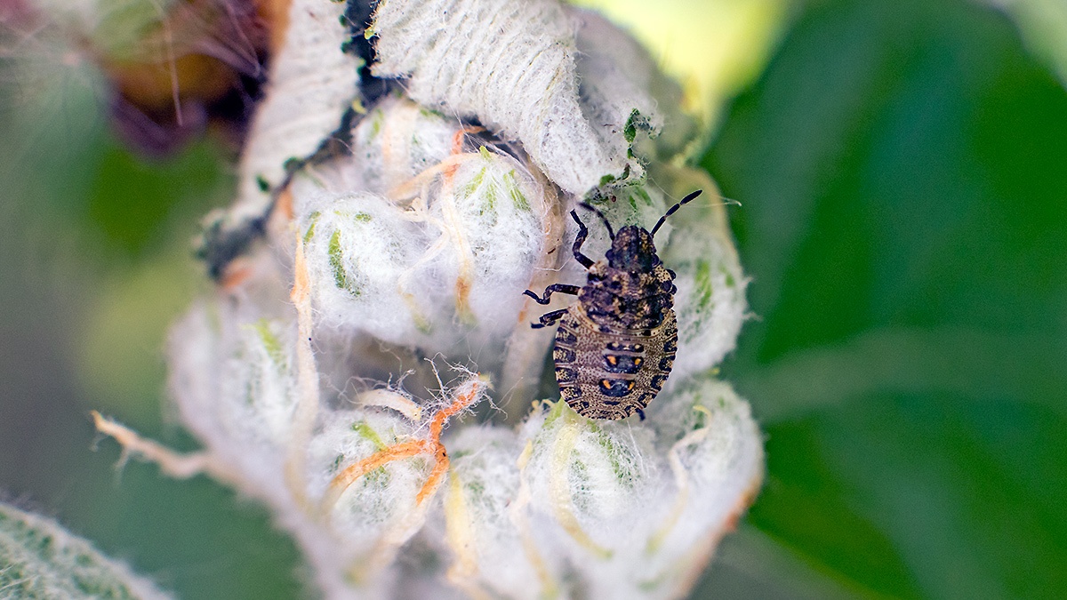 Forest Bug [Pentatoma rufipes]