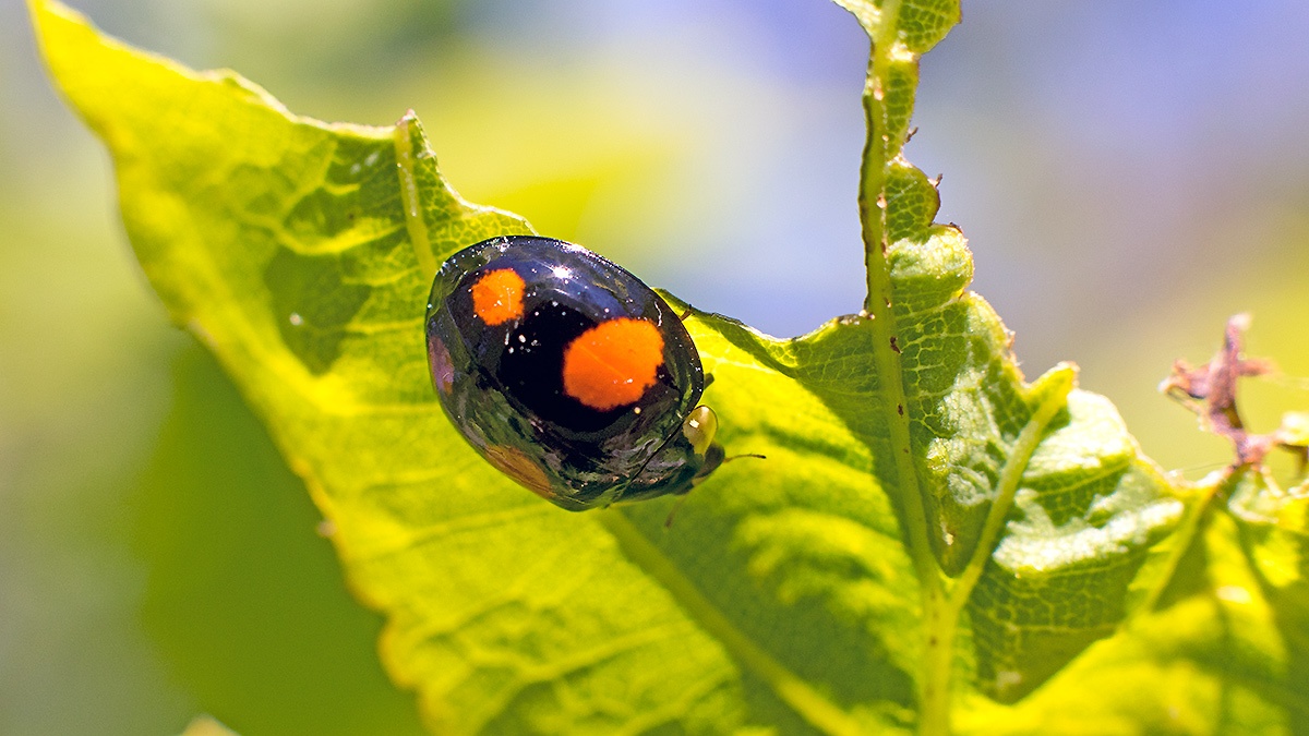 Harlequin Ladybird [Harmonia axyridis]