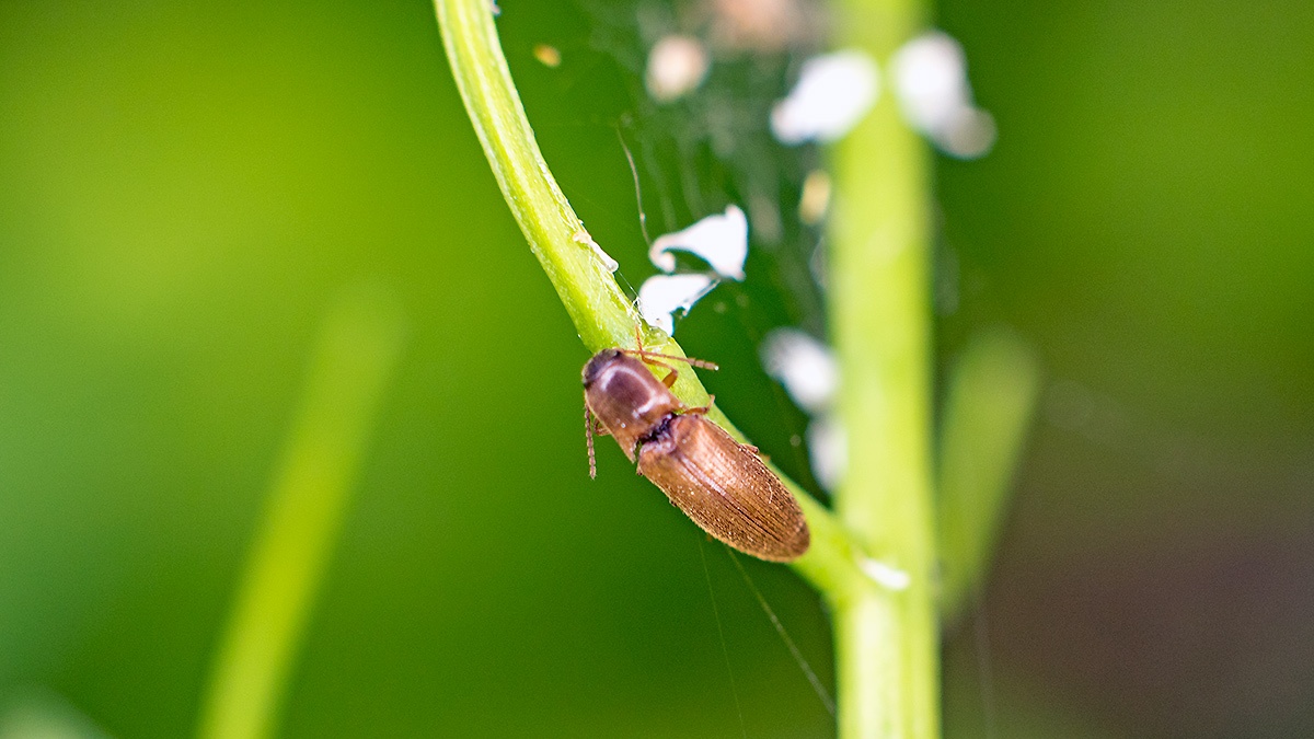 click beetle [Agriotes acuminatus ?]