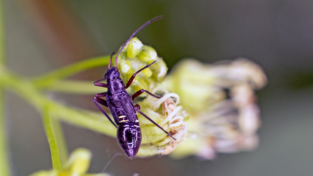 Fine Streaked Bugkin [Miris striatus]