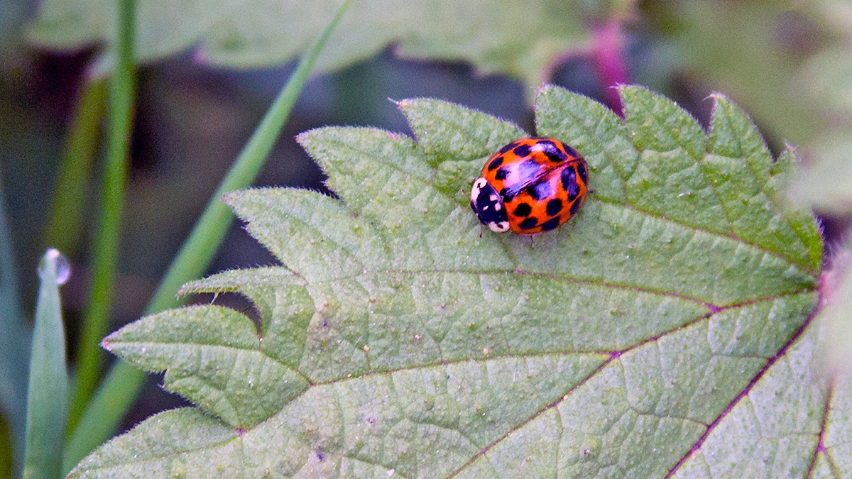 Harlequin Ladybird [Harmonia axyridis]