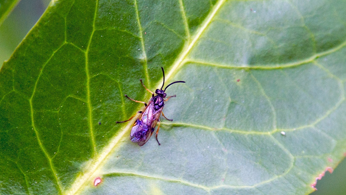 Curled Rose Sawfly [Allantus cinctus]
