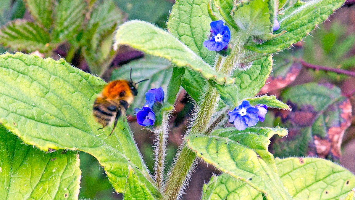 Common Carder Bee [Bombus pascuorum]