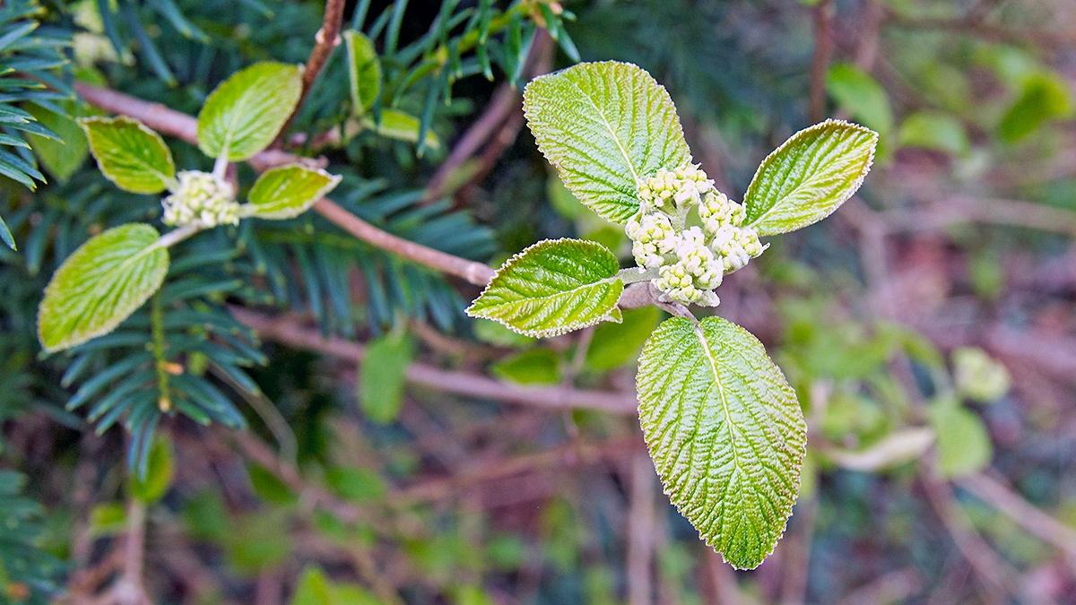 Wayfaring Tree [Viburnum lantana]