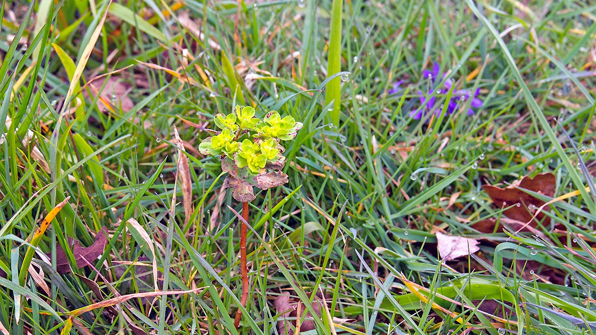 Sun Spurge [Euphorbia helioscopia]