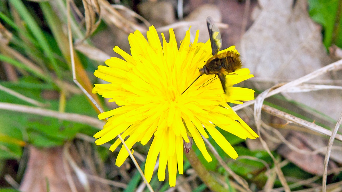 Dark-edged Bee-fly [Bombylius major]