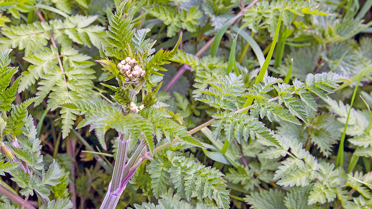Cow Parsley [Anthriscus sylvestris]